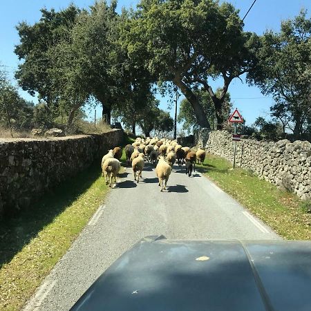 Azeite De Marvao, Olivoturismo Casa Mestre Do Lagar Bagian luar foto